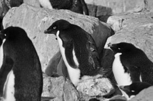GPS Tagged Penguins